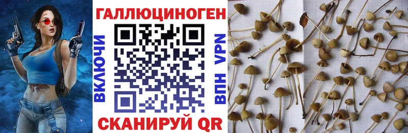 Купить закладки  Вытегра  Псилоцибиновые грибы мицелий 
